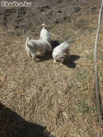 Komondor kiskutyák eladók