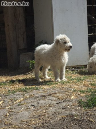 Komondor kiskutyák eladók