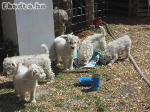 Komondor kiskutyák eladók