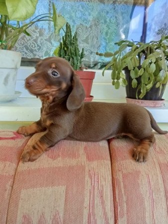 tacskó