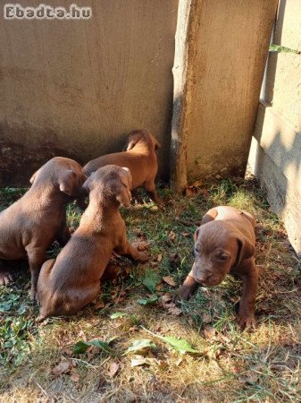 Eladó Magyar vizsla kiskutyák