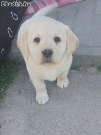 Labrador kölyök szerető gazdit keres
