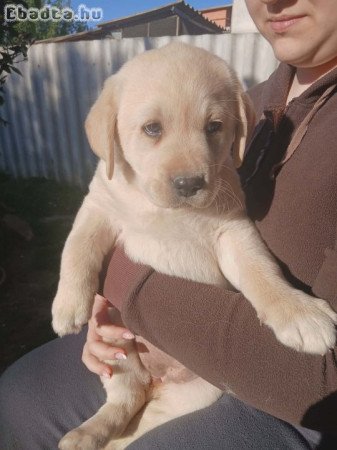 Labrador kölyök szerető gazdit keres