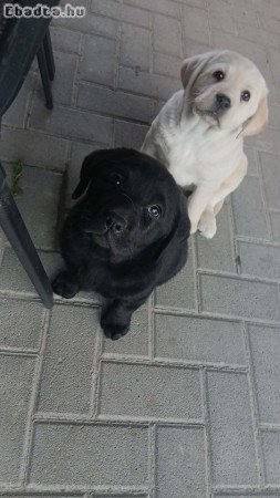 Labrador kölyök szerető gazdit keres