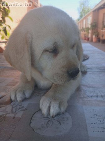 Labrador kölyök szerető gazdit keres