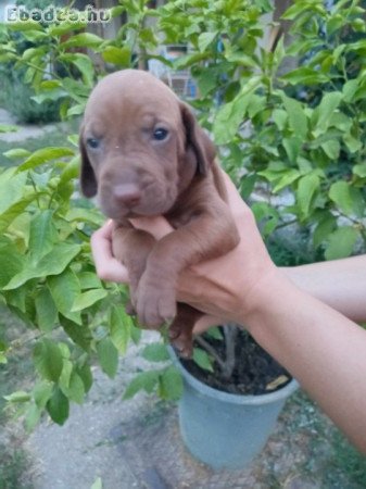 Eladó Magyar vizsla kiskutyák