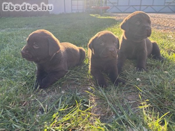 Csoki labrados retriver kiskutyák