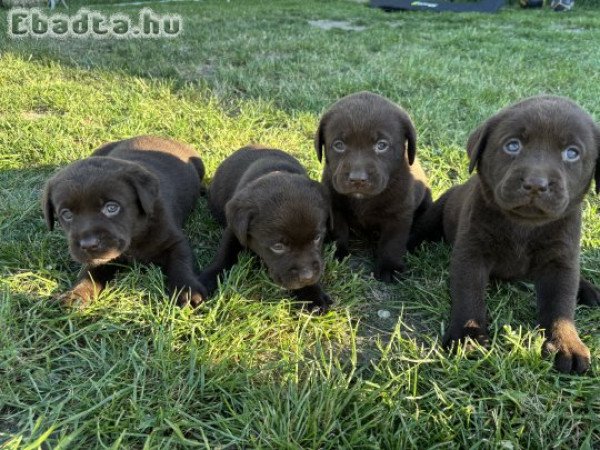 Csoki labrados retriver kiskutyák