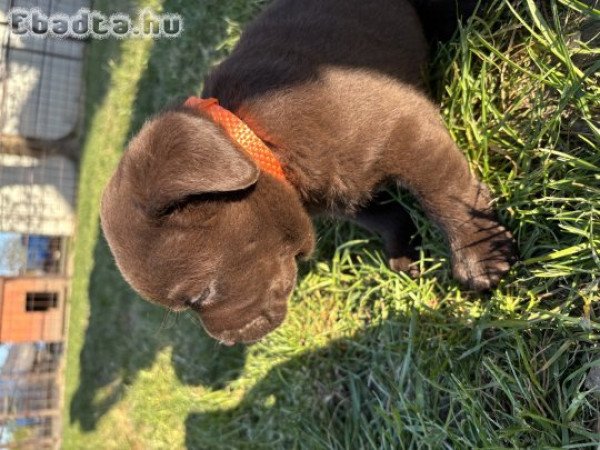 Csoki labrados retriver kiskutyák