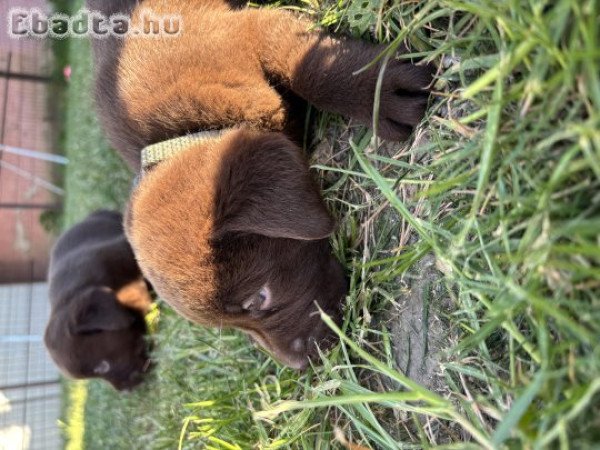 Csoki labrados retriver kiskutyák
