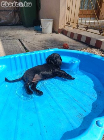 Labrador fajta jellegű kiskutyák