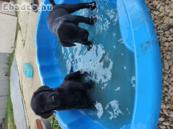 Labrador fajta jellegű kiskutyák