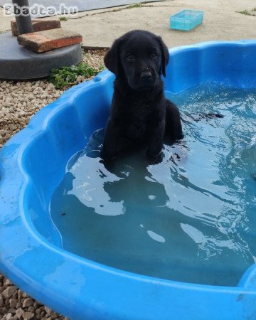 Labrador fajta jellegű kiskutyák