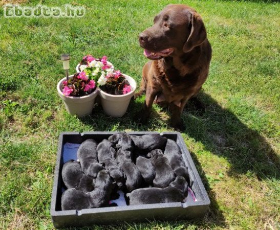 Labrador fajta jellegű kiskutyák