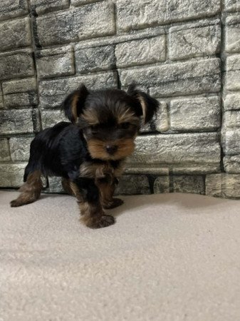 Yorkshire terrier