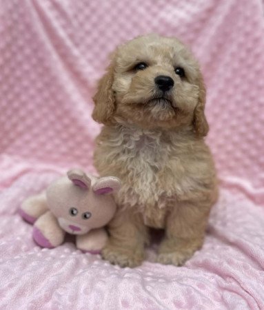 Maltipoo