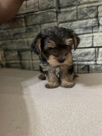 Yorkshire terrier