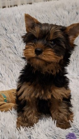 Yorkshire Terrier