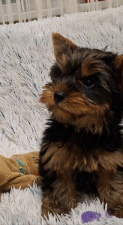 Yorkshire Terrier