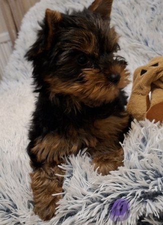 Yorkshire Terrier