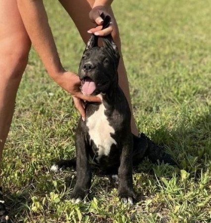 Argentín Dog x Cane Corso