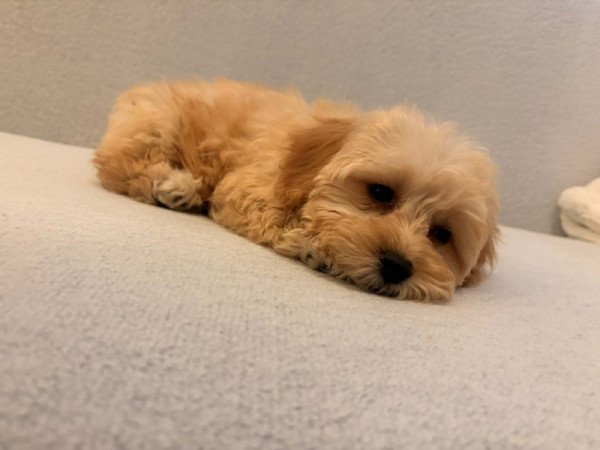 Maltipoo