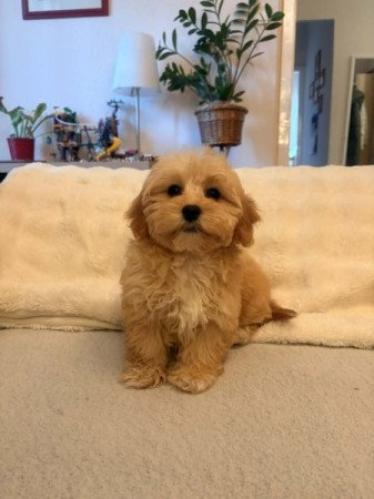 Maltipoo