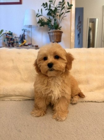 Maltipoo