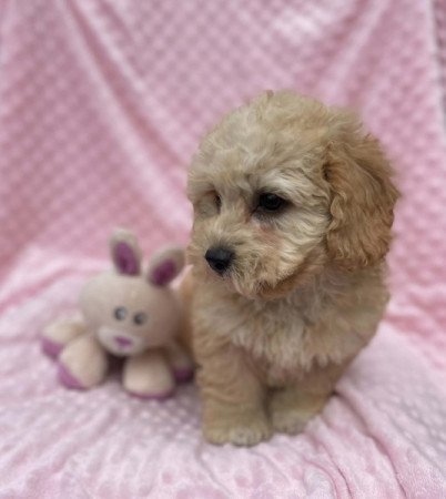 Maltipoo