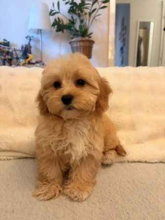 Maltipoo