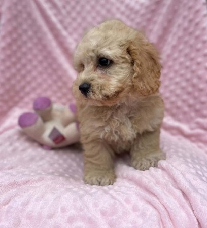 Maltipoo