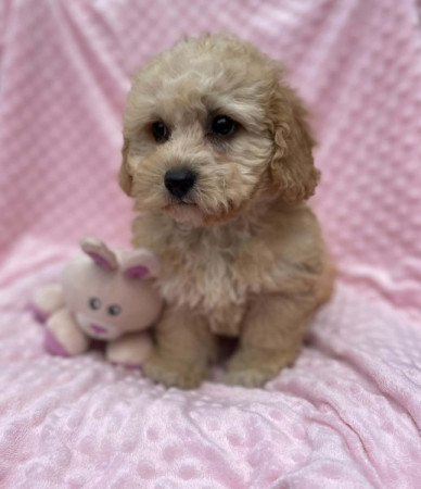 Maltipoo
