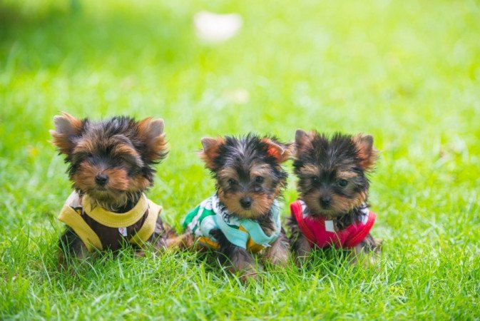 yorki kisfiú