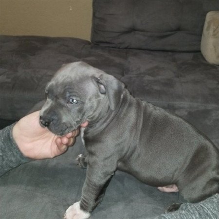 amerikai pitbull