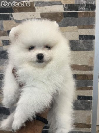 Pomeranians from imported parents