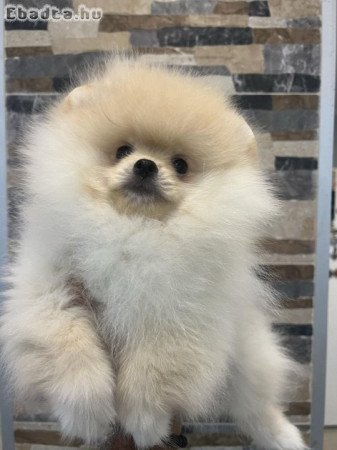 Pomeranians from imported parents