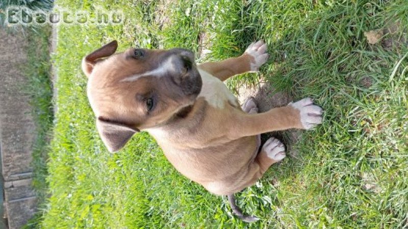Eladó amstaff kölykök
