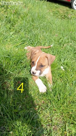Eladó amstaff kölykök