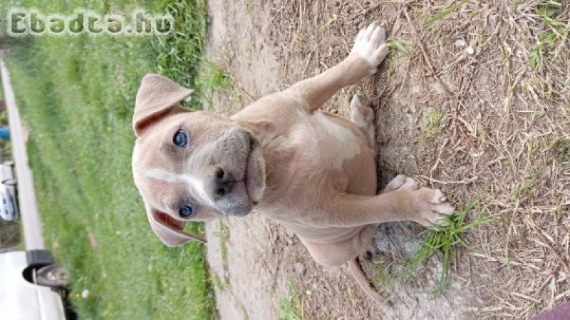 Eladó amstaff kölykök
