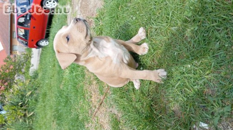 Eladó amstaff kölykök