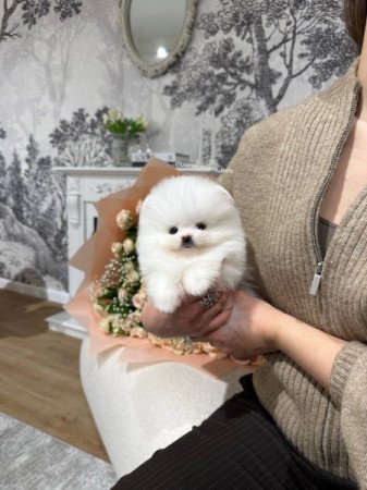 Pomerániai