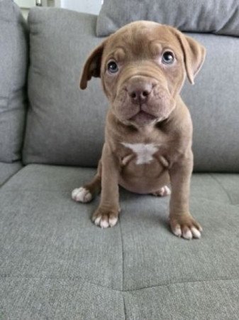 amerikai pitbull