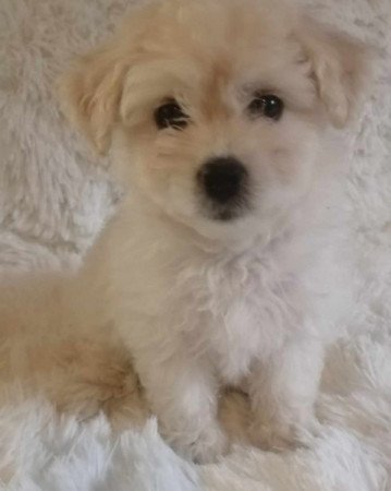 Bichon havanese