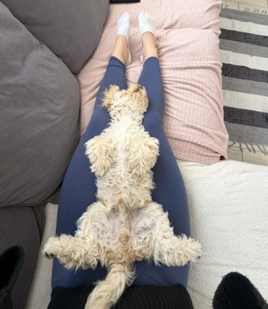 Maltipoo