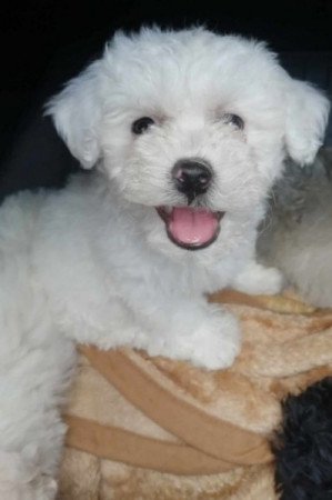 Bichon havanese