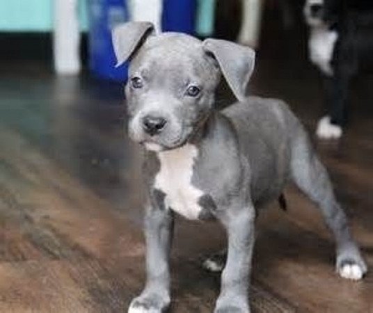 amerikai pitbull