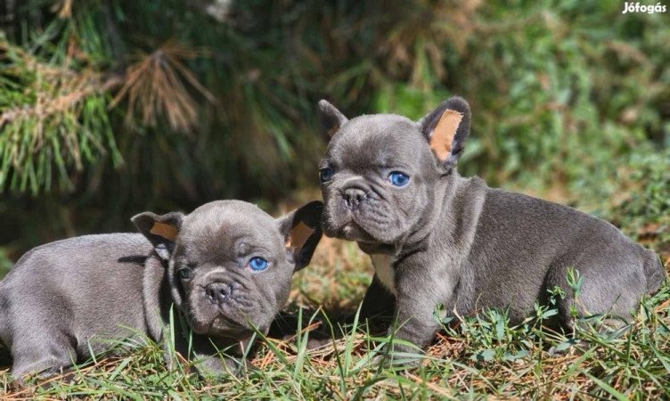 Francia bulldog