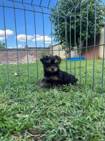 Yorkshire terrier