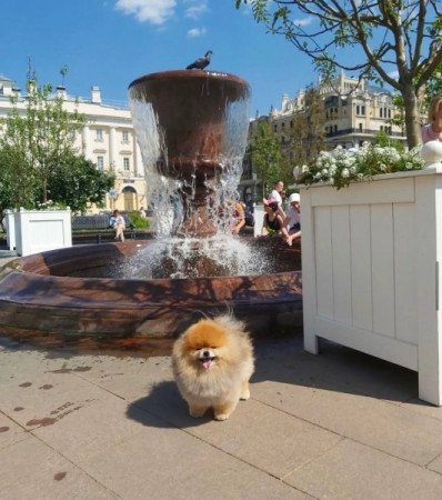 Pomerániai