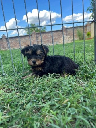 Yorkshire terrier